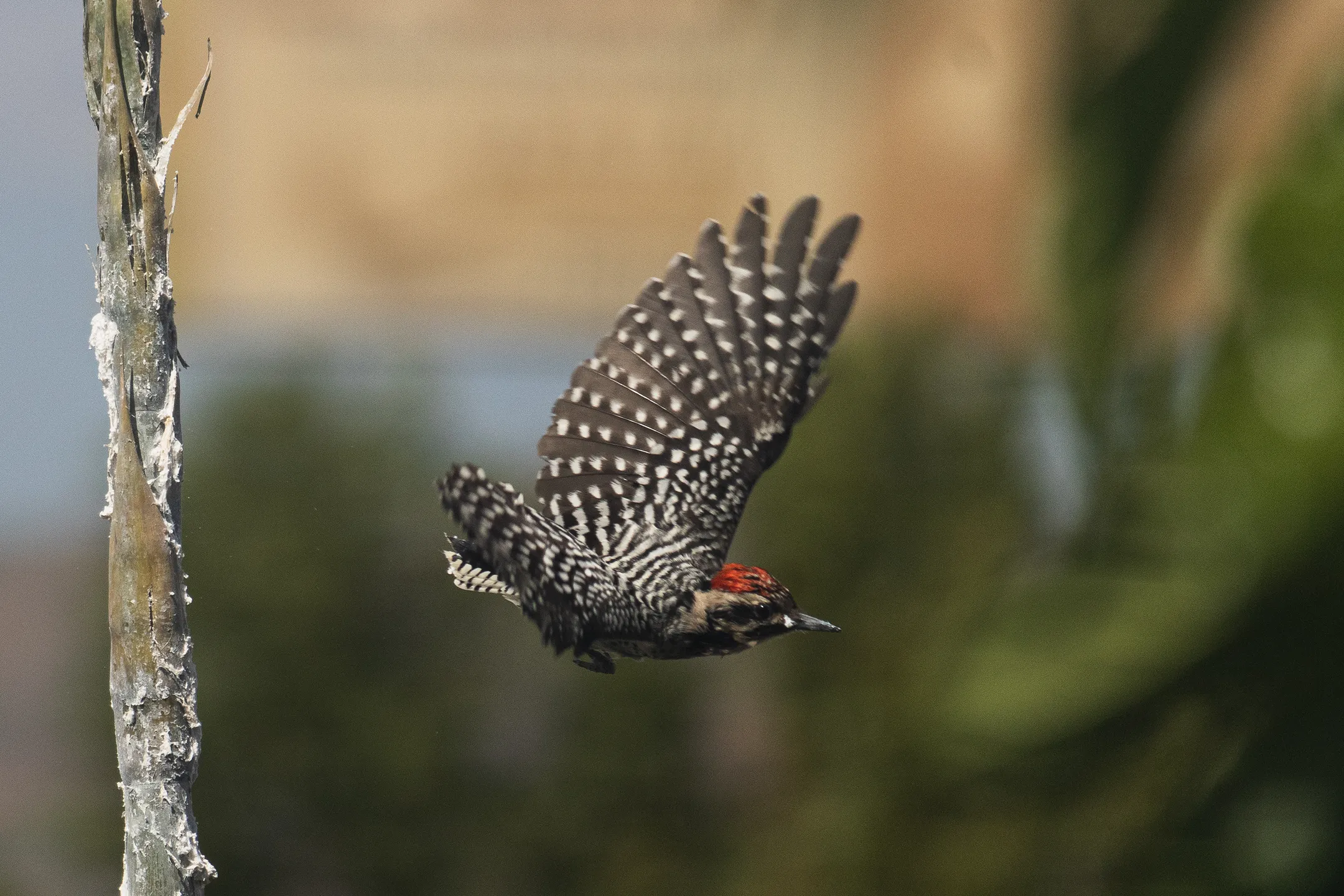 Pajaro Carpintero volando desde un Bambu
