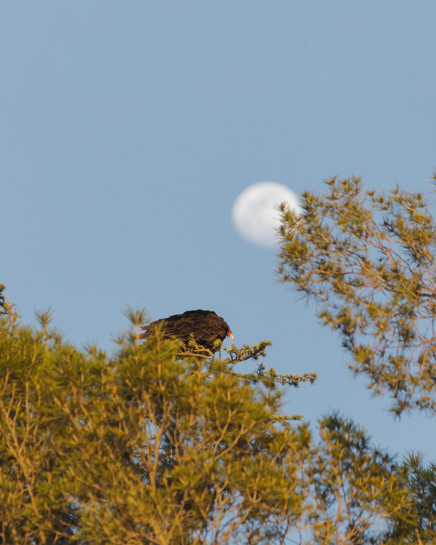 Zopilote descansando en un arbol en la ciudad de Chihuahua
